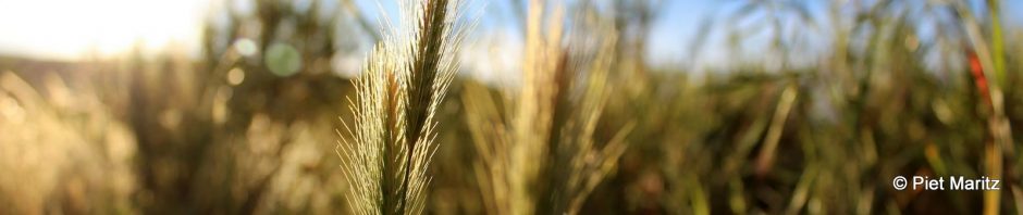 There will be a harvest