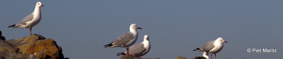 JL Seagull