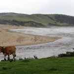 beaches with cows Buungula