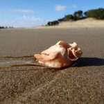 Beaches to die for Bulungula